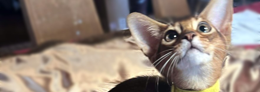 GrapeArbor male kitten available