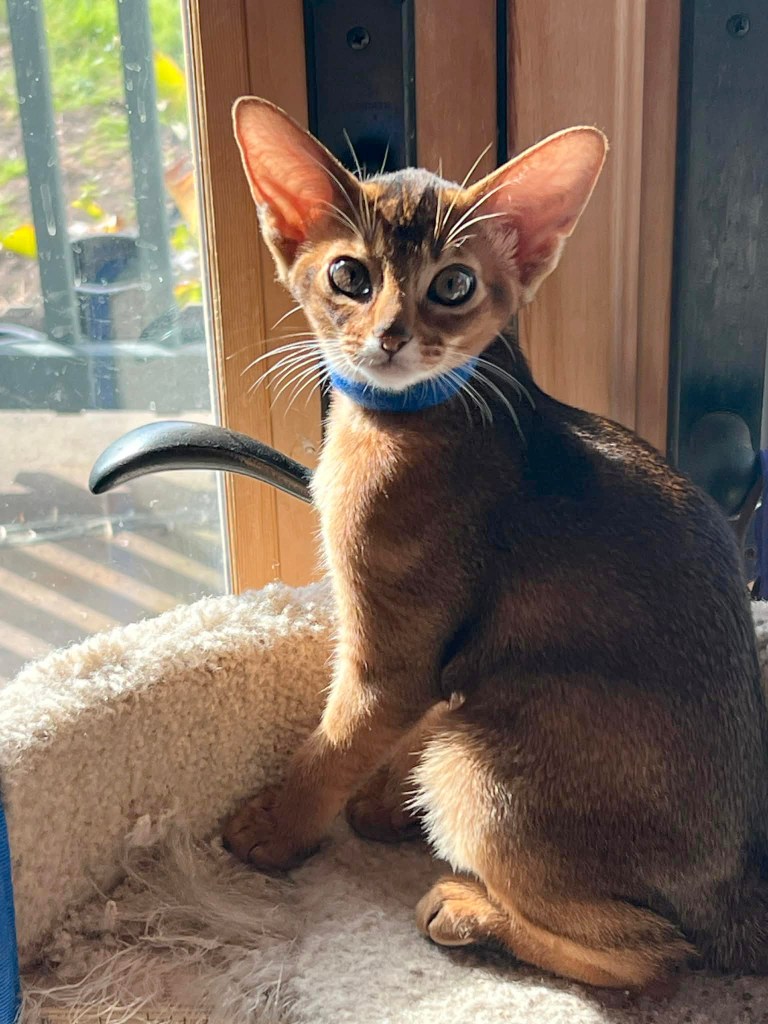 Grapearbor Aby ruddy girl kitten born Feb 9