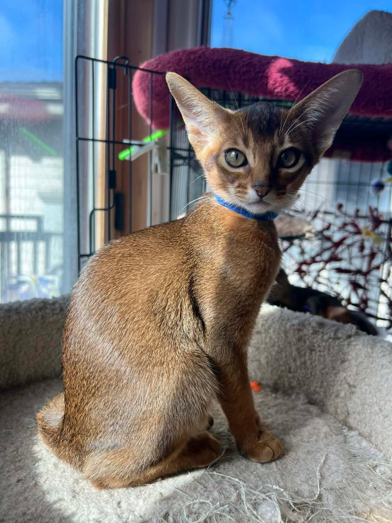 Grapearbor Aby ruddy girl kitten born Feb 9