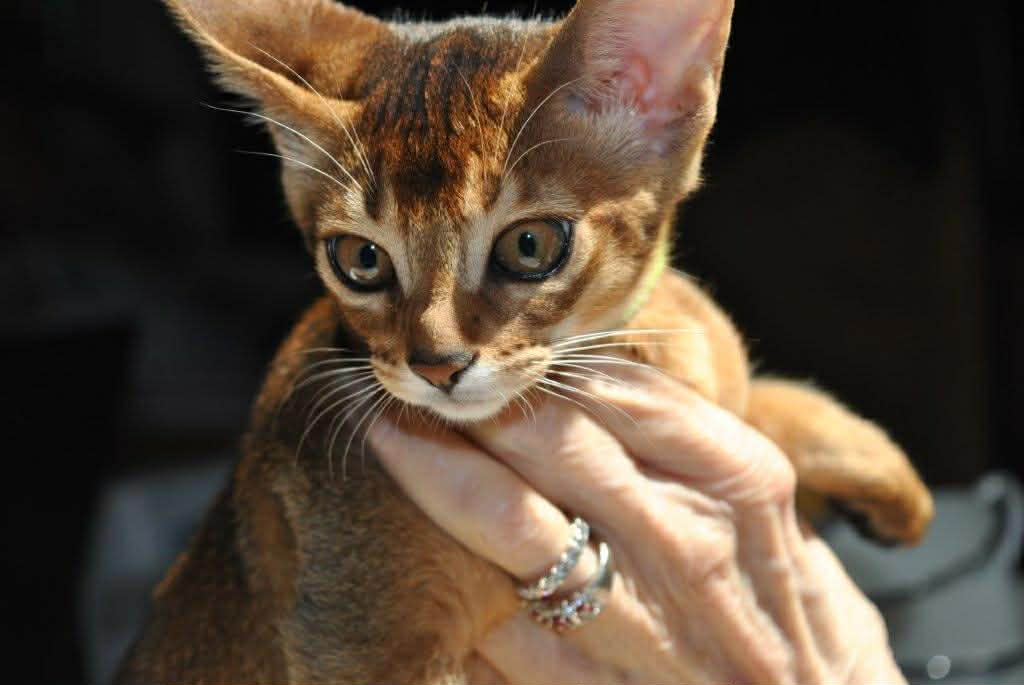 Grapearbor Aby ruddy girl kitten born Feb 9