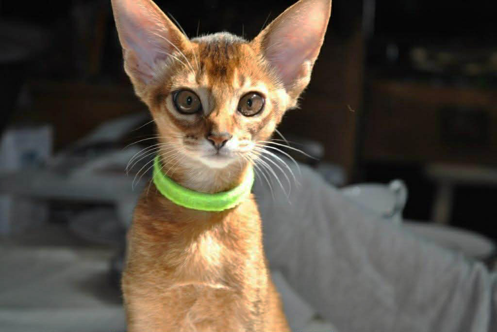 Grapearbor Aby ruddy girl kitten born Feb 9