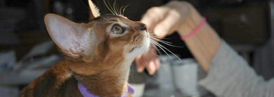 Grapearbor Aby ruddy girl kitten born Feb 9