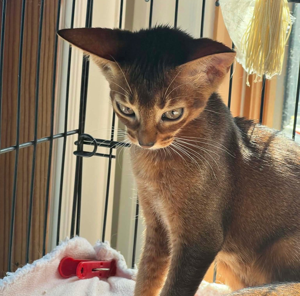 Grapearbor Aby ruddy girl kitten born Feb 9